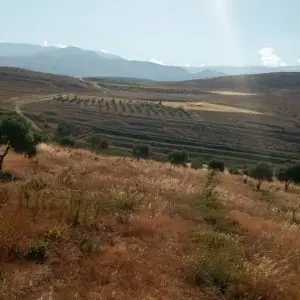 أرض سياحية للبيع في بيت تيما